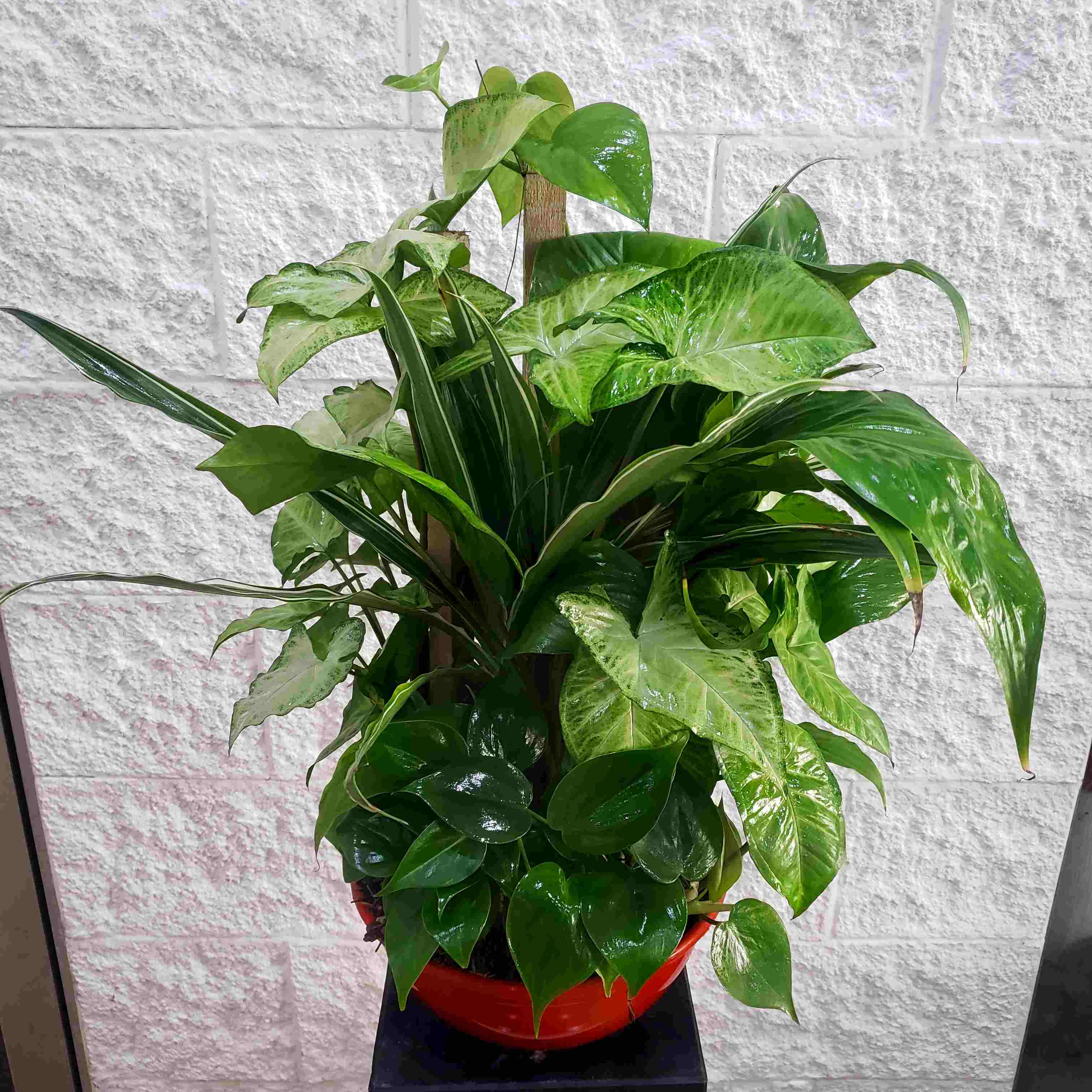 Envio y venta de flores ,rosas, plantas,arreglos florales ,regalos y desayunos a domicilio con delivery gratis en la Ciudad Autonoma de Buenos Aires y con costo de env�o en localidades del Gran Buenos Aires asi como delivery de flores y plantas a trav�s de florerias asociadas en todas las provincias de la Argentina, Buenos Aires, la Pampa, Tucuman, La Rioja, R�o Negro, Entre Rios, Corrientes, Misiones, Neuquen, Chubut, Tierra del Fuego, Santa Cruz, San Luis, Mendoza, Cordoba, Jujuy, Formosa, Santiago del Estero, Salta, Chaco, Catamarca ,San Juan, y ademas realizamos el delivery de flores ,coronas,palmas , plantas y regalos a todas las ciudades de Argentina, Mar del Plata, C�rdoba, Buenos Aires, con cargo en Santa Rosa, La Plata, Bella Vista, Neuquen, Pilar, Paran�, Posadas, Resistencia, Cipolleti y mas de 300 ciudades y localidades en todo el territorio de nuestro pa�s, asi como tambien tenemos la posibilidad de enviar flores a casi todo el mundo en cuestion de horas